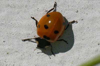 <i>Coccinella septempunctata</i>