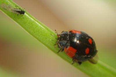 <i>Adalia bipunctata</i>