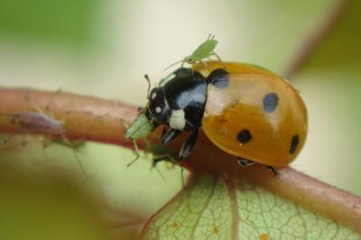 Coccinella septempunctata