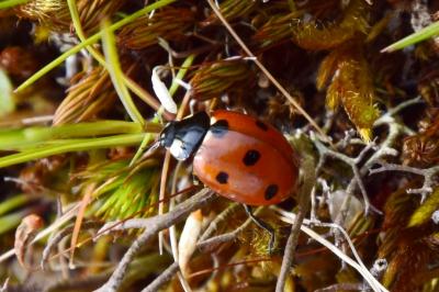 <i>Coccinella septempunctata</i>