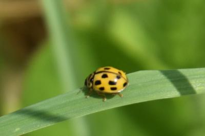 <i>Propylea quatuordecimpunctata</i>