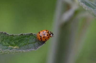 <i>Harmonia axyridis</i>