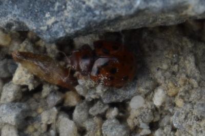 <i>Subcoccinella vigintiquatuorpunctata</i>