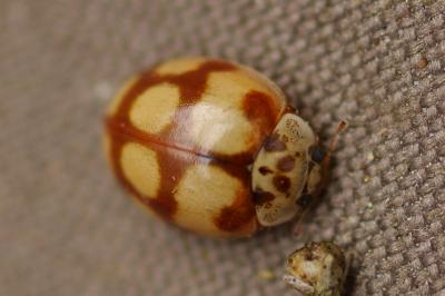 <i>Adalia decempunctata</i>
