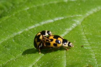 <i>Propylea quatuordecimpunctata</i>