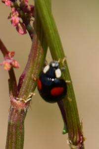 <i>Harmonia axyridis</i>