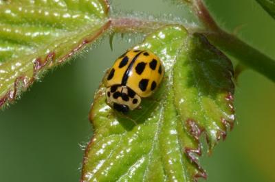 <i>Propylea quatuordecimpunctata</i>