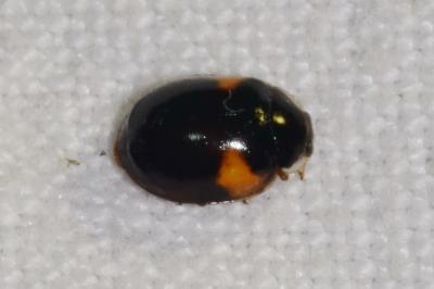 <i>Adalia decempunctata</i>