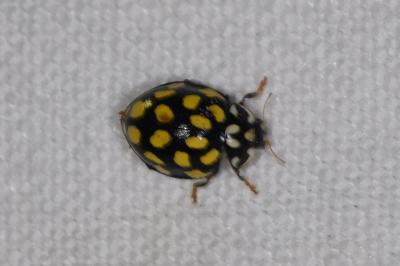 Sospita vigintiguttata