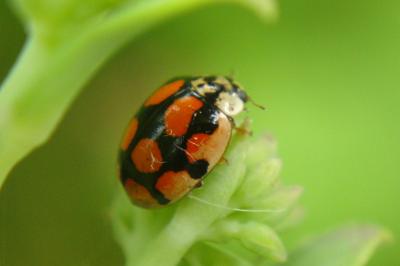 Adalia decempunctata