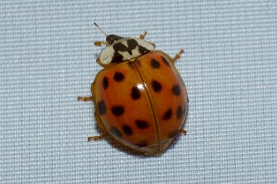 <i>Harmonia axyridis</i>