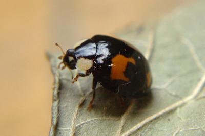 <i>Harmonia axyridis</i>