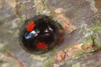 <i>Chilocorus renipustulatus</i>