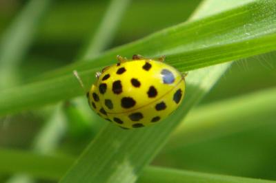 <i>Psyllobora vigintiduopunctata</i>