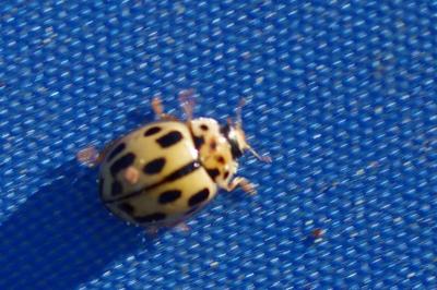<i>Propylea quatuordecimpunctata</i>