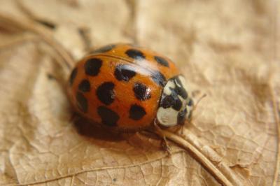 <i>Harmonia axyridis</i>