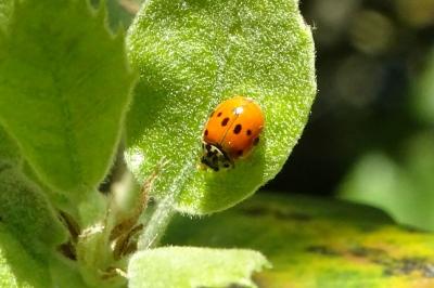 <i>Adalia decempunctata</i>