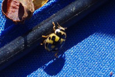 <i>Propylea quatuordecimpunctata</i>
