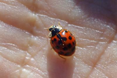<i>Harmonia axyridis</i>