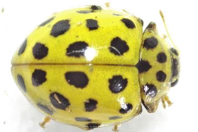 <i>Psyllobora vigintiduopunctata</i>