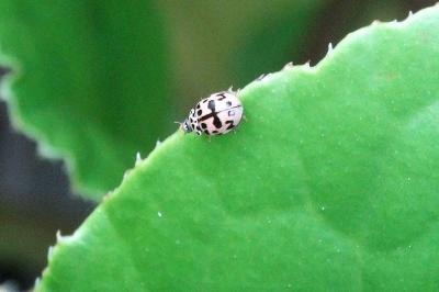 Oenopia conglobata