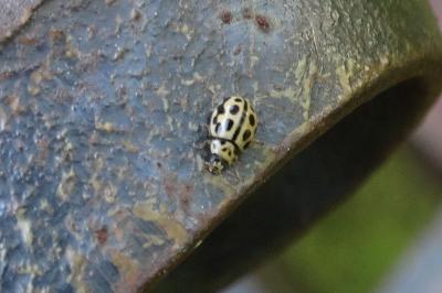 <i>Tytthaspis sedecimpunctata</i>