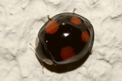 <i>Harmonia axyridis</i>
