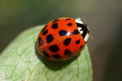 <i>Harmonia axyridis</i>