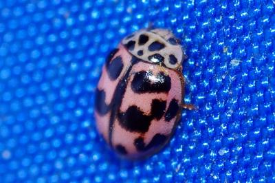 <i>Oenopia conglobata</i>