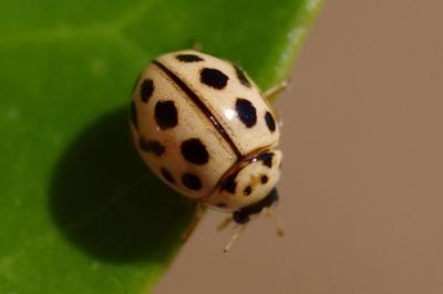 <i>Tytthaspis sedecimpunctata</i>