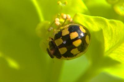 <i>Propylea quatuordecimpunctata</i>