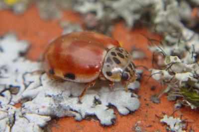 Harmonia quadripunctata