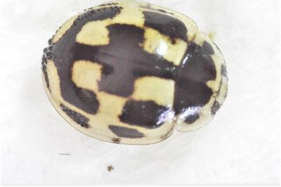 <i>Propylea quatuordecimpunctata</i>
