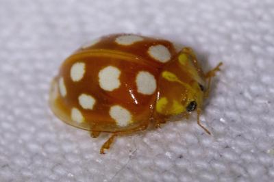 <i>Halyzia sedecimguttata</i>