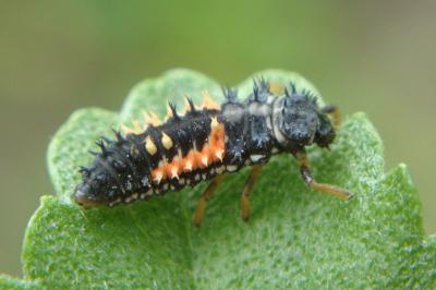 <i>Harmonia axyridis</i>