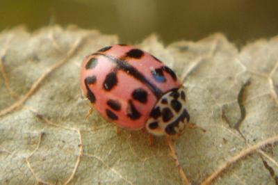 <i>Oenopia conglobata</i>
