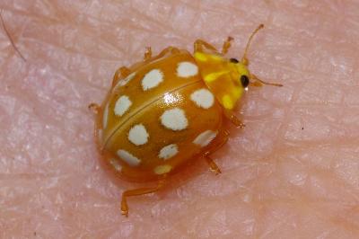 <i>Halyzia sedecimguttata</i>
