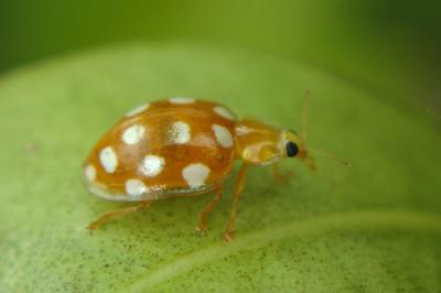 <i>Halyzia sedecimguttata</i>