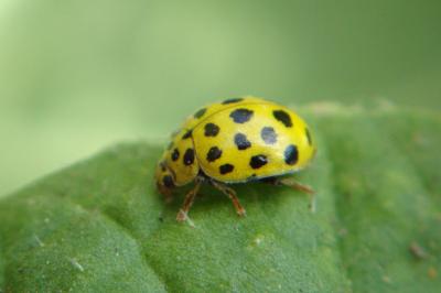 <i>Psyllobora vigintiduopunctata</i>