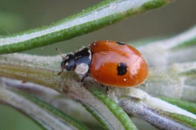 <i>Adalia bipunctata</i>