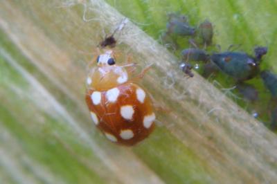 <i>Vibidia duodecimguttata</i>