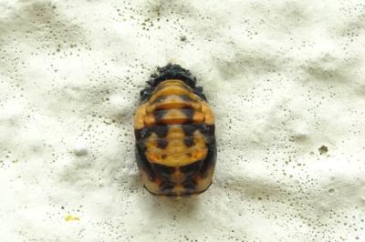 <i>Harmonia axyridis</i>
