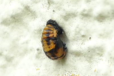 <i>Harmonia axyridis</i>