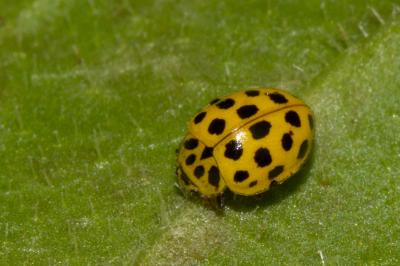 <i>Psyllobora vigintiduopunctata</i>