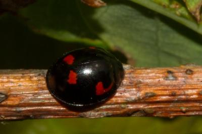 <i>Exochomus quadripustulatus</i>
