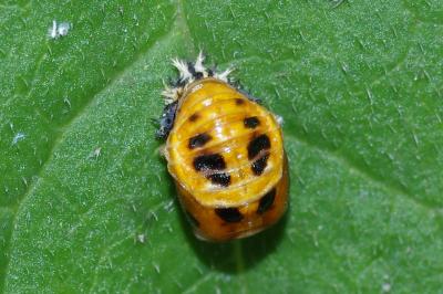 <i>Harmonia axyridis</i>