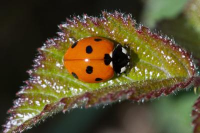 <i>Coccinella septempunctata</i>
