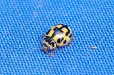 <i>Propylea quatuordecimpunctata</i>