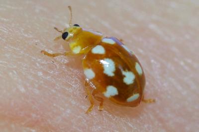 <i>Vibidia duodecimguttata</i>