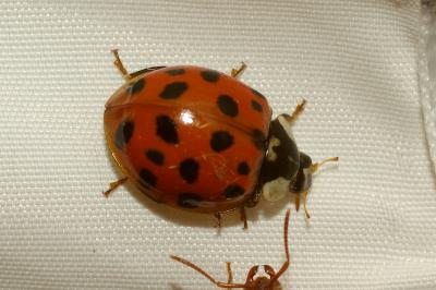 <i>Harmonia axyridis</i>